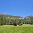 Sierra Nevada Greenery